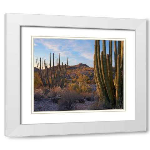 Ajo Mountains-Organ Pipe National Monument-Arizona White Modern Wood Framed Art Print with Double Matting by Fitzharris, Tim