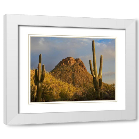 Tucson Mountains-Saguaro National Park-Arizona White Modern Wood Framed Art Print with Double Matting by Fitzharris, Tim