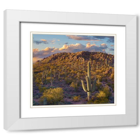 Tucson Mountains-Saguaro National Park-Arizona White Modern Wood Framed Art Print with Double Matting by Fitzharris, Tim