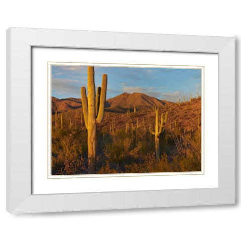 Tucson Mountains-Saguaro National Park-Arizona White Modern Wood Framed Art Print with Double Matting by Fitzharris, Tim