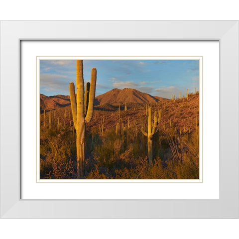 Tucson Mountains-Saguaro National Park-Arizona White Modern Wood Framed Art Print with Double Matting by Fitzharris, Tim