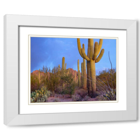 Tucson Mountains-Saguaro National Park-Arizona White Modern Wood Framed Art Print with Double Matting by Fitzharris, Tim