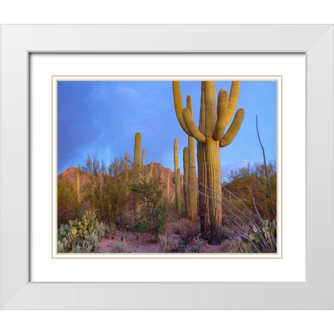 Tucson Mountains-Saguaro National Park-Arizona White Modern Wood Framed Art Print with Double Matting by Fitzharris, Tim