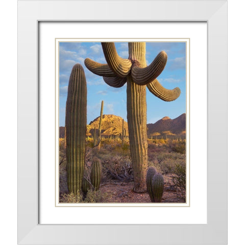 Tucson Mountains-Saguaro National Park-Arizona White Modern Wood Framed Art Print with Double Matting by Fitzharris, Tim