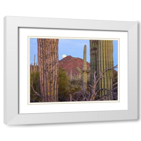 Tucson Mountains-Saguaro National Park-Arizona White Modern Wood Framed Art Print with Double Matting by Fitzharris, Tim