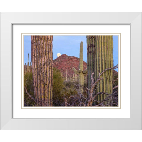 Tucson Mountains-Saguaro National Park-Arizona White Modern Wood Framed Art Print with Double Matting by Fitzharris, Tim