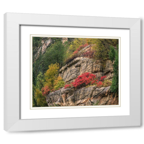 Oak Creek Canyon near Sedona-Arizona White Modern Wood Framed Art Print with Double Matting by Fitzharris, Tim