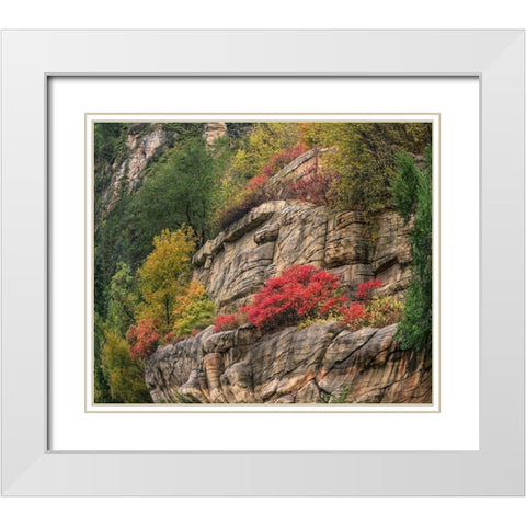 Oak Creek Canyon near Sedona-Arizona White Modern Wood Framed Art Print with Double Matting by Fitzharris, Tim