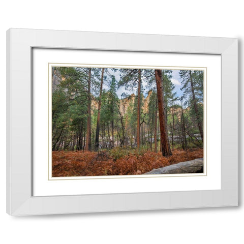 Coconino National Forest from West Fork Trail near Sedona-Arizona White Modern Wood Framed Art Print with Double Matting by Fitzharris, Tim