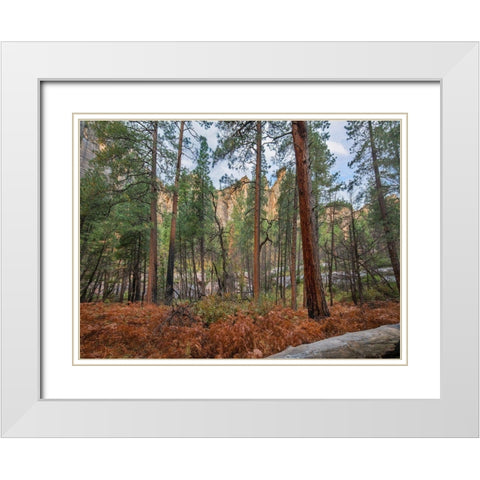 Coconino National Forest from West Fork Trail near Sedona-Arizona White Modern Wood Framed Art Print with Double Matting by Fitzharris, Tim