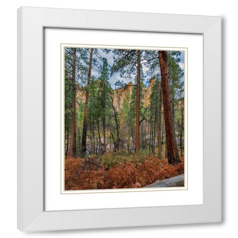 Coconino National Forest from West Fork Trail near Sedona-Arizona White Modern Wood Framed Art Print with Double Matting by Fitzharris, Tim