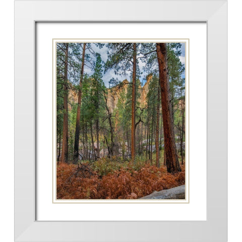 Coconino National Forest from West Fork Trail near Sedona-Arizona White Modern Wood Framed Art Print with Double Matting by Fitzharris, Tim