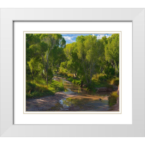 Cottonwoods along the San Pedro River-Arizona-USA White Modern Wood Framed Art Print with Double Matting by Fitzharris, Tim