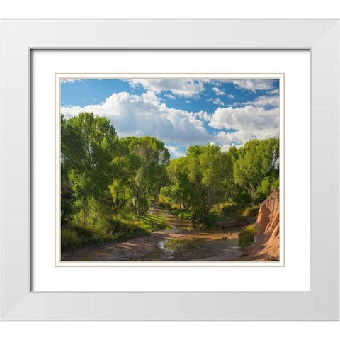 Cottonwoods along the San Pedro River-Arizona-USA White Modern Wood Framed Art Print with Double Matting by Fitzharris, Tim