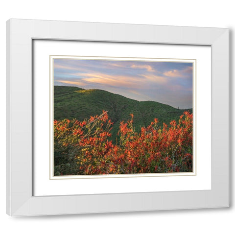 Chuparosa-Anza Borrego Desert State Park-California-USA White Modern Wood Framed Art Print with Double Matting by Fitzharris, Tim