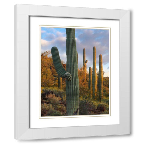 Saguaros at Joshua Tree National Monument-California-USA White Modern Wood Framed Art Print with Double Matting by Fitzharris, Tim