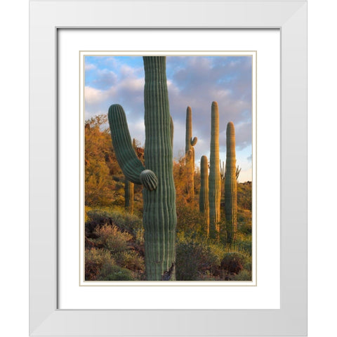 Saguaros at Joshua Tree National Monument-California-USA White Modern Wood Framed Art Print with Double Matting by Fitzharris, Tim