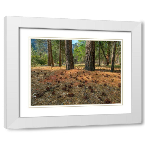 Pine Forest-Yosemite Valley-Yosemite National Park-California-USA White Modern Wood Framed Art Print with Double Matting by Fitzharris, Tim