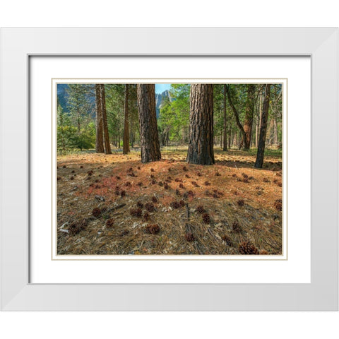 Pine Forest-Yosemite Valley-Yosemite National Park-California-USA White Modern Wood Framed Art Print with Double Matting by Fitzharris, Tim