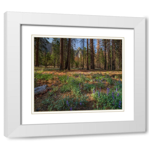 Lupine Meadow-Yosemite Valley-Yosemite National Park-California White Modern Wood Framed Art Print with Double Matting by Fitzharris, Tim