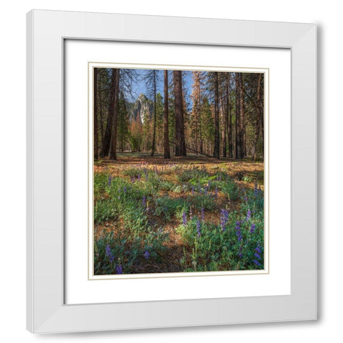 Lupine Meadow-Yosemite Valley-Yosemite National Park-California White Modern Wood Framed Art Print with Double Matting by Fitzharris, Tim