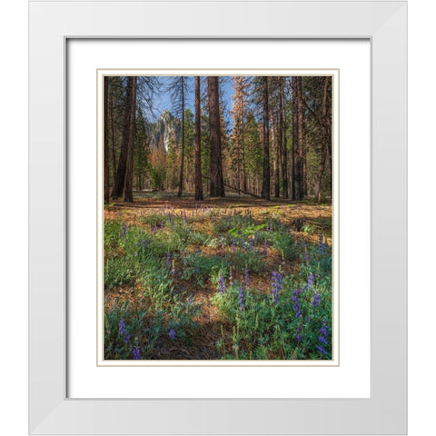 Lupine Meadow-Yosemite Valley-Yosemite National Park-California White Modern Wood Framed Art Print with Double Matting by Fitzharris, Tim