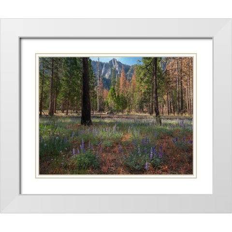 Lupine Meadow-Yosemite Valley-Yosemite National Park-California White Modern Wood Framed Art Print with Double Matting by Fitzharris, Tim