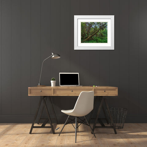 Mossy Big-leaf Maple-Redwood National Park-California-USA White Modern Wood Framed Art Print with Double Matting by Fitzharris, Tim