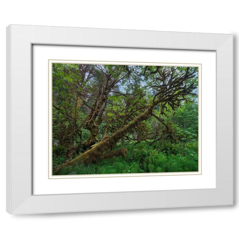 Mossy Big-leaf Maple-Redwood National Park-California-USA White Modern Wood Framed Art Print with Double Matting by Fitzharris, Tim