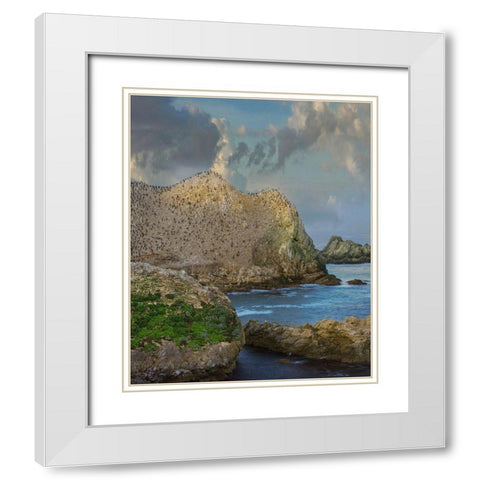 Bird Island-Point Lobos State reserve-California White Modern Wood Framed Art Print with Double Matting by Fitzharris, Tim