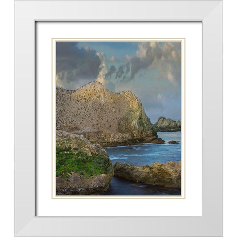Bird Island-Point Lobos State reserve-California White Modern Wood Framed Art Print with Double Matting by Fitzharris, Tim