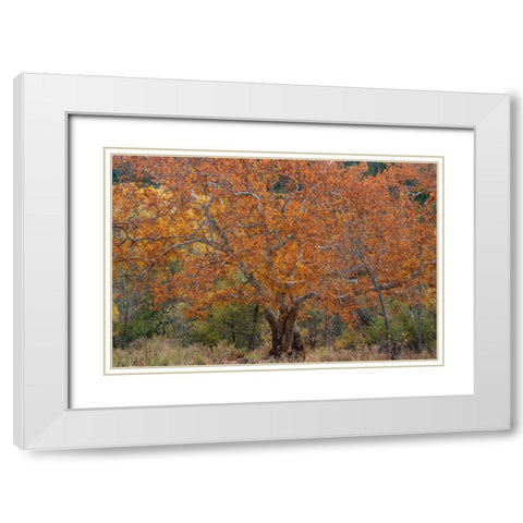 East Verde River-Arizona-USA White Modern Wood Framed Art Print with Double Matting by Fitzharris, Tim