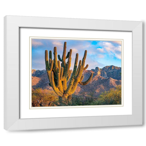 Santa Catalina Mountains-Catalina State Park-Arizona-USA White Modern Wood Framed Art Print with Double Matting by Fitzharris, Tim