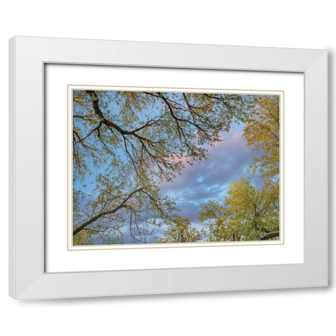 Cottonwood canopy-Verde River-Arizona-USA White Modern Wood Framed Art Print with Double Matting by Fitzharris, Tim