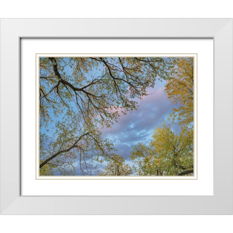 Cottonwood canopy-Verde River-Arizona-USA White Modern Wood Framed Art Print with Double Matting by Fitzharris, Tim