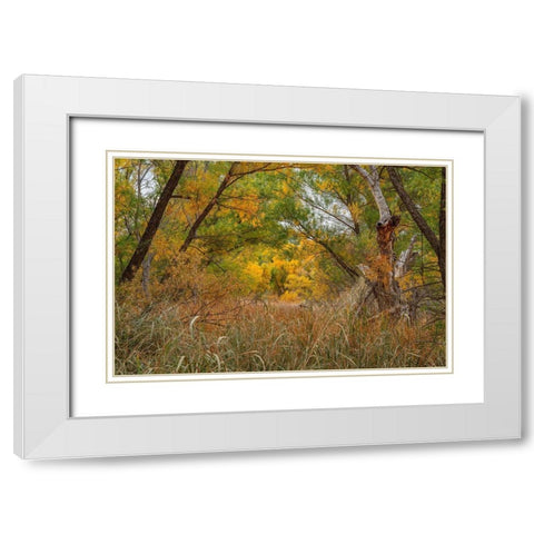 Verde River Valley-Dead Horse Ranch State Park-Arizona-USA White Modern Wood Framed Art Print with Double Matting by Fitzharris, Tim