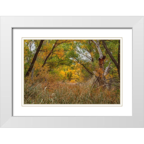 Verde River Valley-Dead Horse Ranch State Park-Arizona-USA White Modern Wood Framed Art Print with Double Matting by Fitzharris, Tim