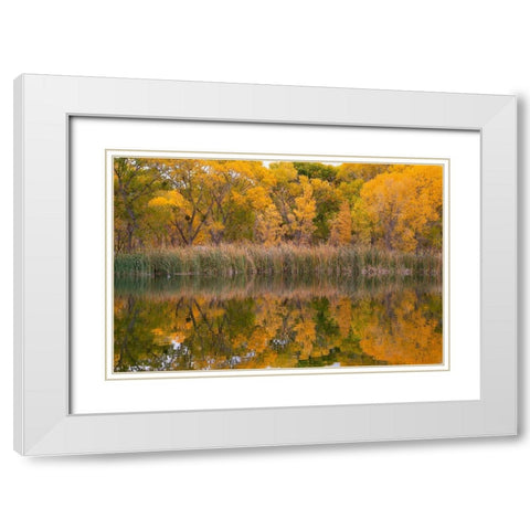 Lagoon Reflection-Dead Horse Ranch State Park-Arizona-USA White Modern Wood Framed Art Print with Double Matting by Fitzharris, Tim