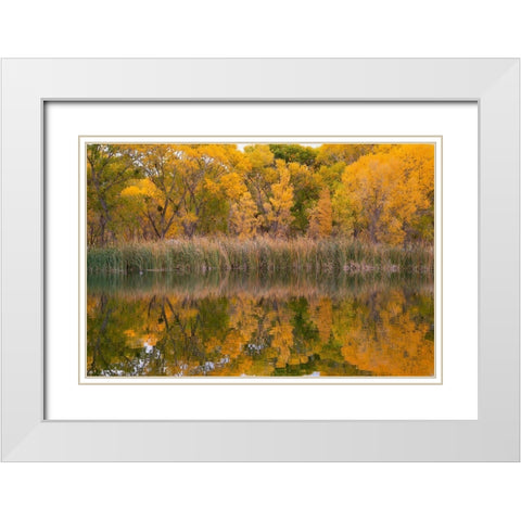 Lagoon Reflection-Dead Horse Ranch State Park-Arizona-USA White Modern Wood Framed Art Print with Double Matting by Fitzharris, Tim