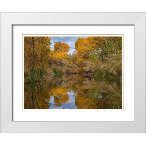 Lagoon Reflection-Dead Horse Ranch State Park-Arizona-USA White Modern Wood Framed Art Print with Double Matting by Fitzharris, Tim