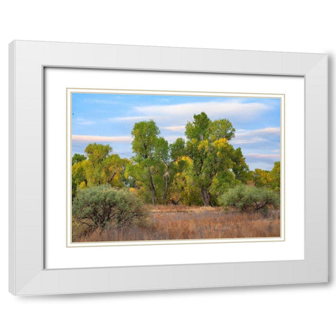 Riverine Forest-Dead Horse Ranch State Park-Arizona White Modern Wood Framed Art Print with Double Matting by Fitzharris, Tim