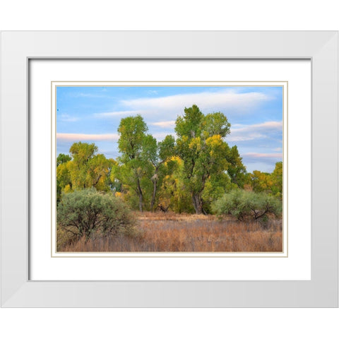 Riverine Forest-Dead Horse Ranch State Park-Arizona White Modern Wood Framed Art Print with Double Matting by Fitzharris, Tim