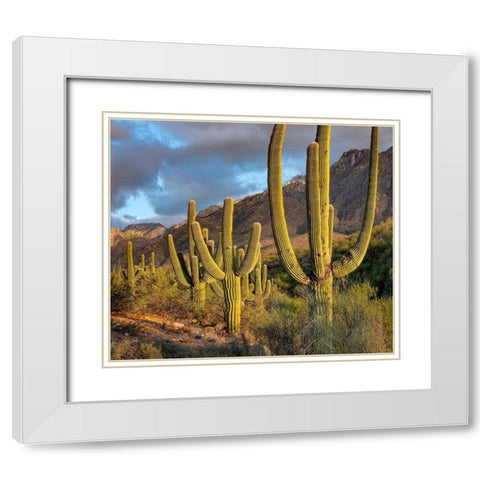 Santa Catlina Mountains-Catalina State Park-Arizona-USA White Modern Wood Framed Art Print with Double Matting by Fitzharris, Tim