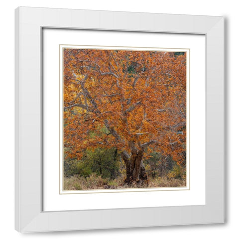 Sycamore Tree-East Verde River-Arizona-USA White Modern Wood Framed Art Print with Double Matting by Fitzharris, Tim