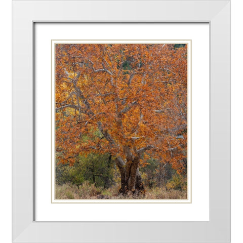 Sycamore Tree-East Verde River-Arizona-USA White Modern Wood Framed Art Print with Double Matting by Fitzharris, Tim