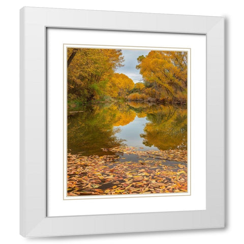 Verde River near Camp Verde-Arizona-USA White Modern Wood Framed Art Print with Double Matting by Fitzharris, Tim