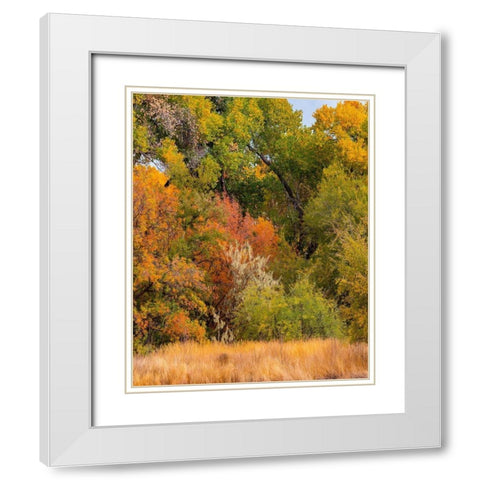 Verde River Valley near Camp Verde-Arizona-USA White Modern Wood Framed Art Print with Double Matting by Fitzharris, Tim