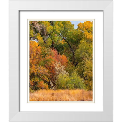 Verde River Valley near Camp Verde-Arizona-USA White Modern Wood Framed Art Print with Double Matting by Fitzharris, Tim