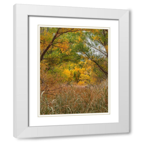 Verde River near Camp Verde-Arizona-USA White Modern Wood Framed Art Print with Double Matting by Fitzharris, Tim