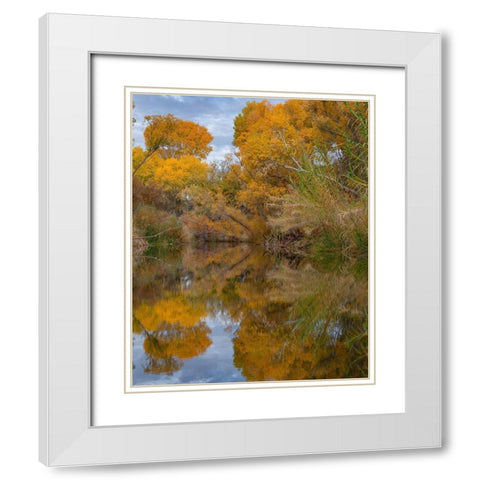 Dead Horse Ranch State Park-Arizona-USA White Modern Wood Framed Art Print with Double Matting by Fitzharris, Tim